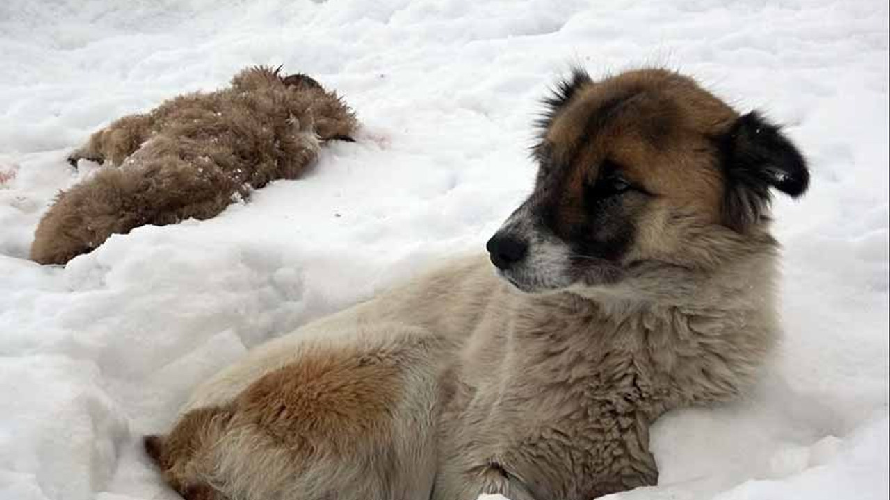 Köpek, donarak ölen yavrusunun başından ayrılmadı