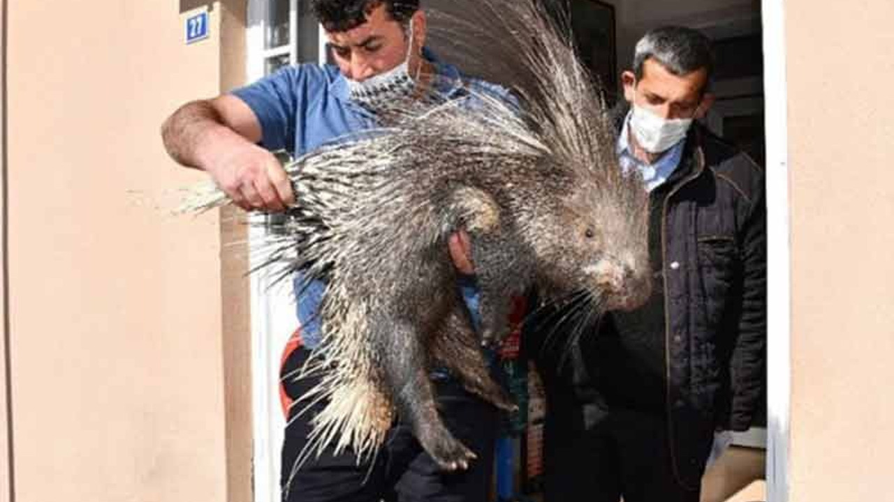 Şırnak'ta oklu kirpi bulundu