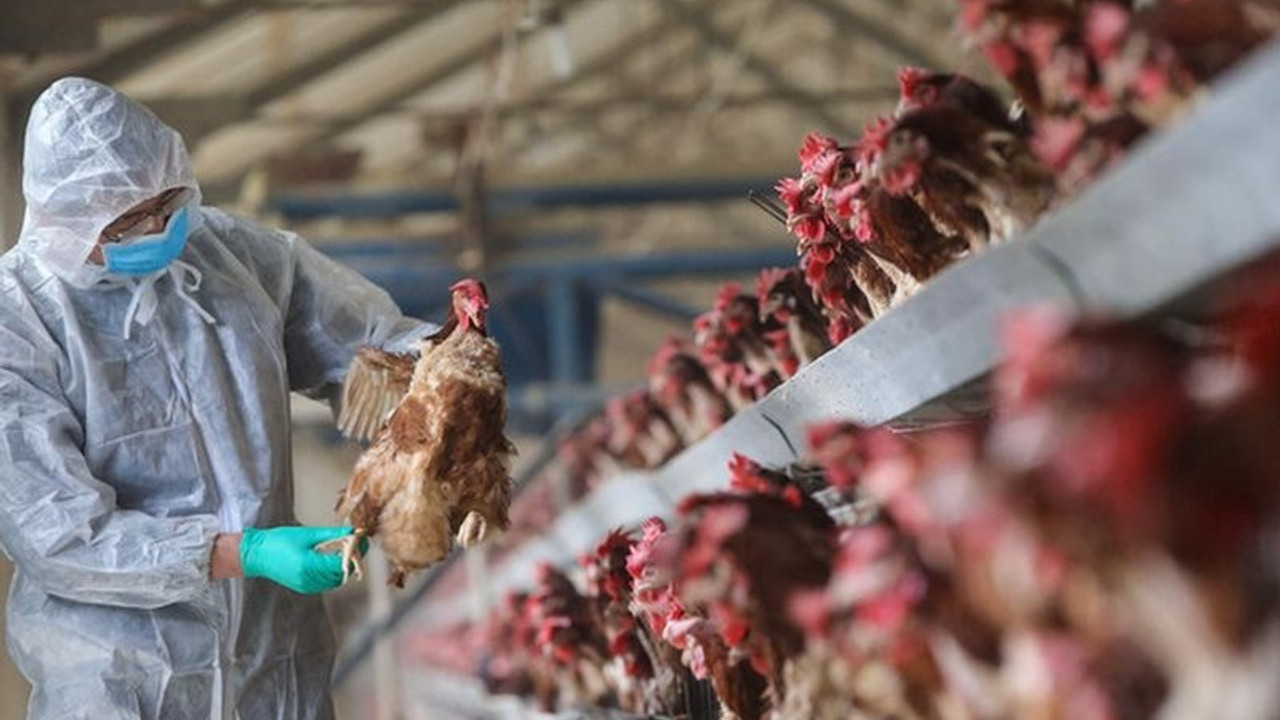 Japonya’da kuş gribi alarmı: 410 bin tavuk itlaf edilecek