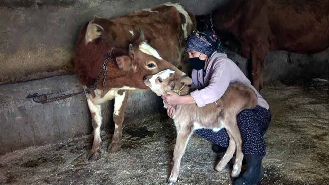 'Yaşamaz' denilen buzağıya evinde baktı, annesiyle buluşturdu