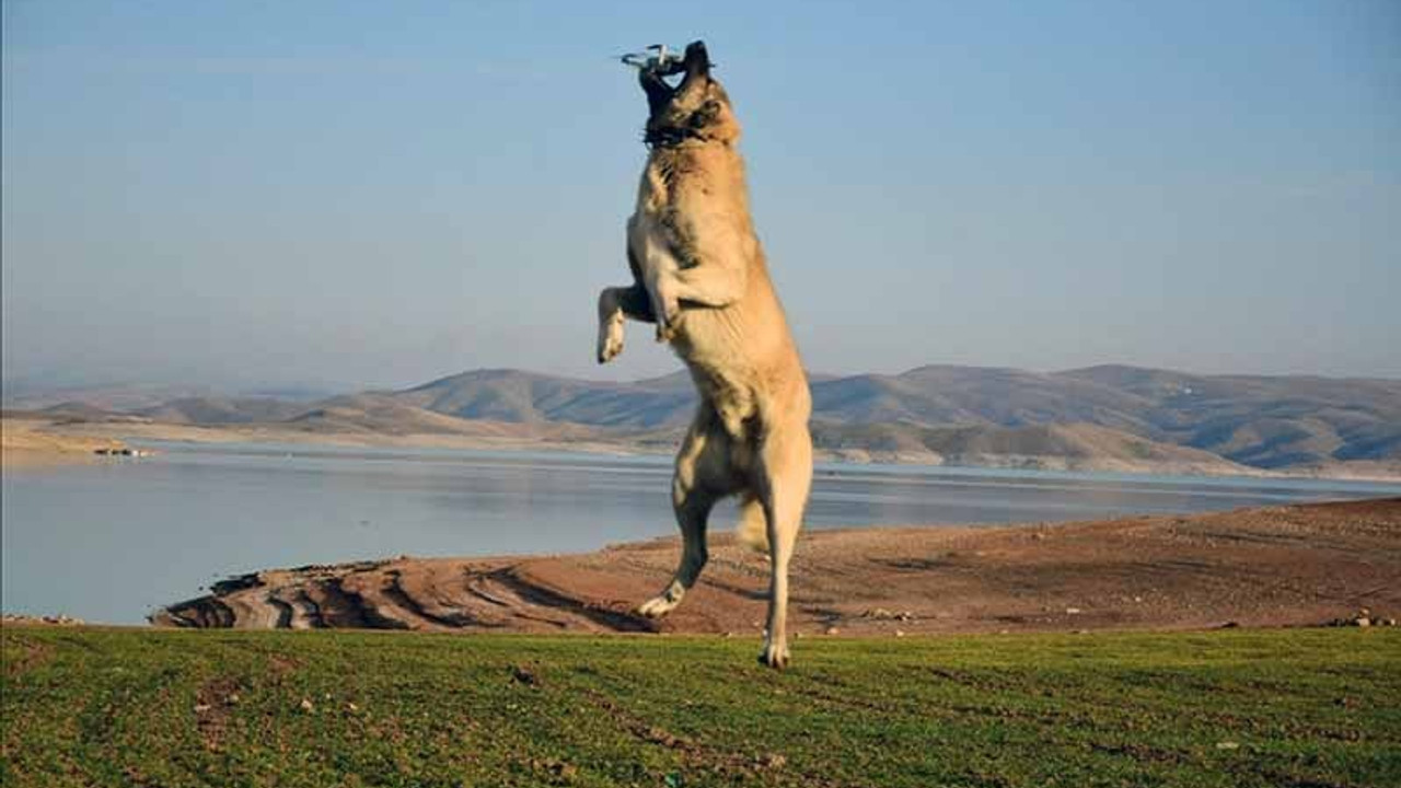 Kangal köpeği, 5 metre yüksekteki dronu havada kaptı