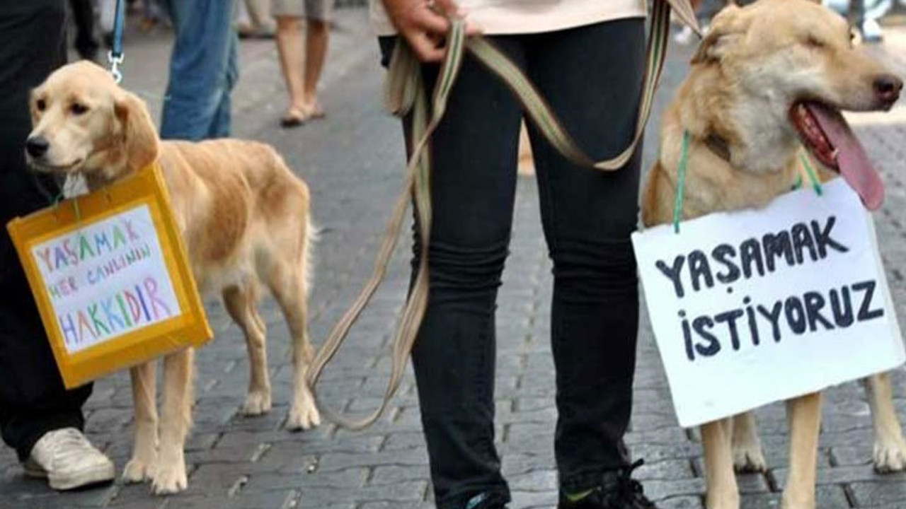 Ankara'da İsmail Koç isimli kişi 20 hayvanı öldürdü, sadece sahipli köpekler için ceza aldı