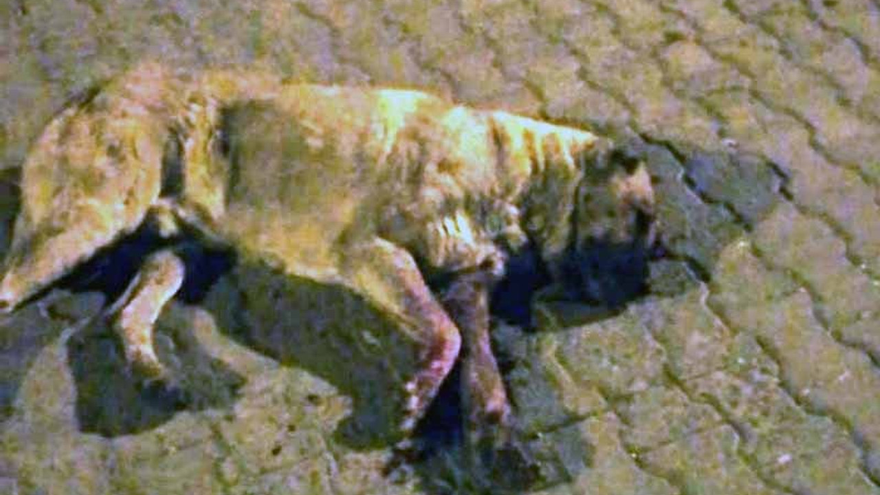 Sokak köpeğinin gözlerini oyup sopayla öldüresiye dövdüler