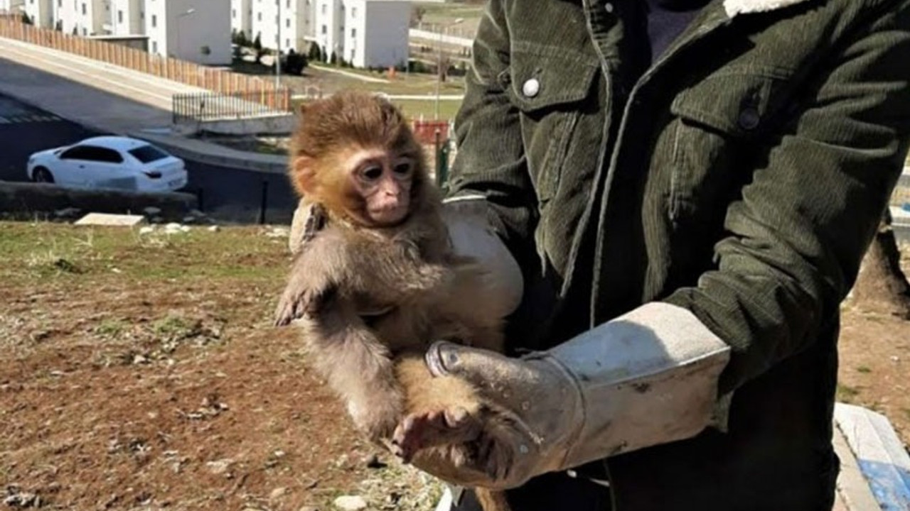 Nesli tükenmek üzere olan 4 örümcek maymun koruma altına alındı