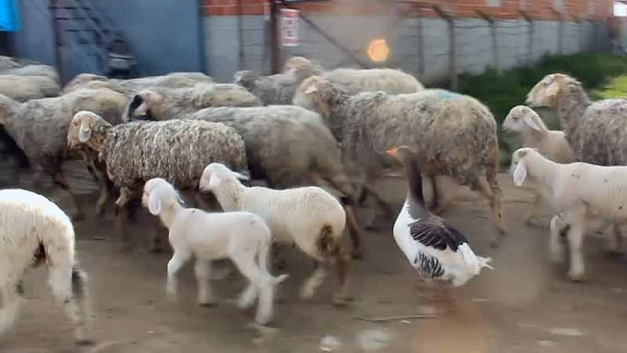 Manisa'da bir kaz, koyunlara çobanlık yapıyor