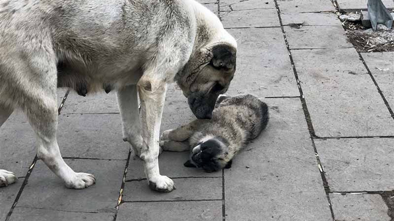 Sokak köpeği, ölen yavrusunun başında bekledi