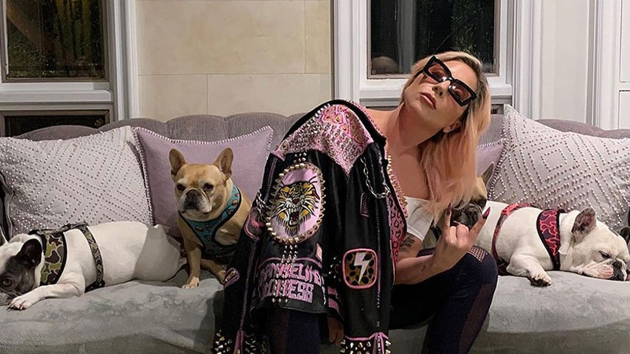 Lady Gaga'nın köpekleri çalındı: Geri getirene 500 bin dolar ödül vaat etti