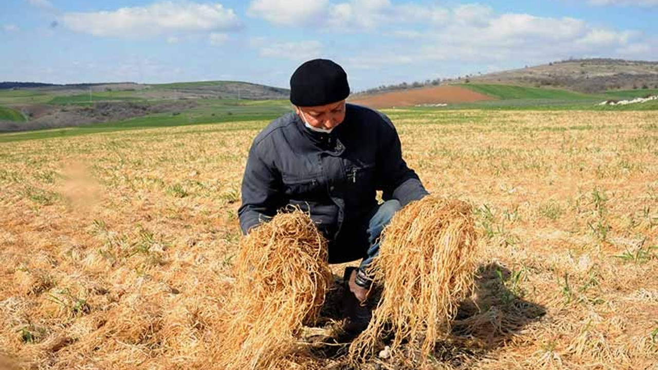 Trakya'da zirai don buğday tarlalarının sararmasına neden oldu