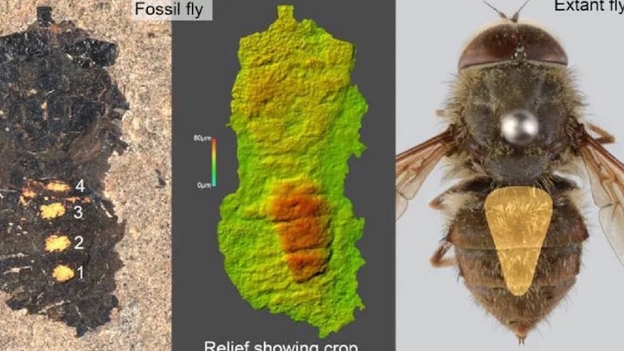 Midesi polenle dolu 47 milyon yıllık sinek fosili bulundu