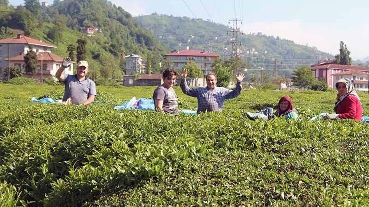 Karadeniz’e 'çay göçü' öncesi endişe: Üretici ve işçiler virüsü diğer bölgelere taşıyabilir