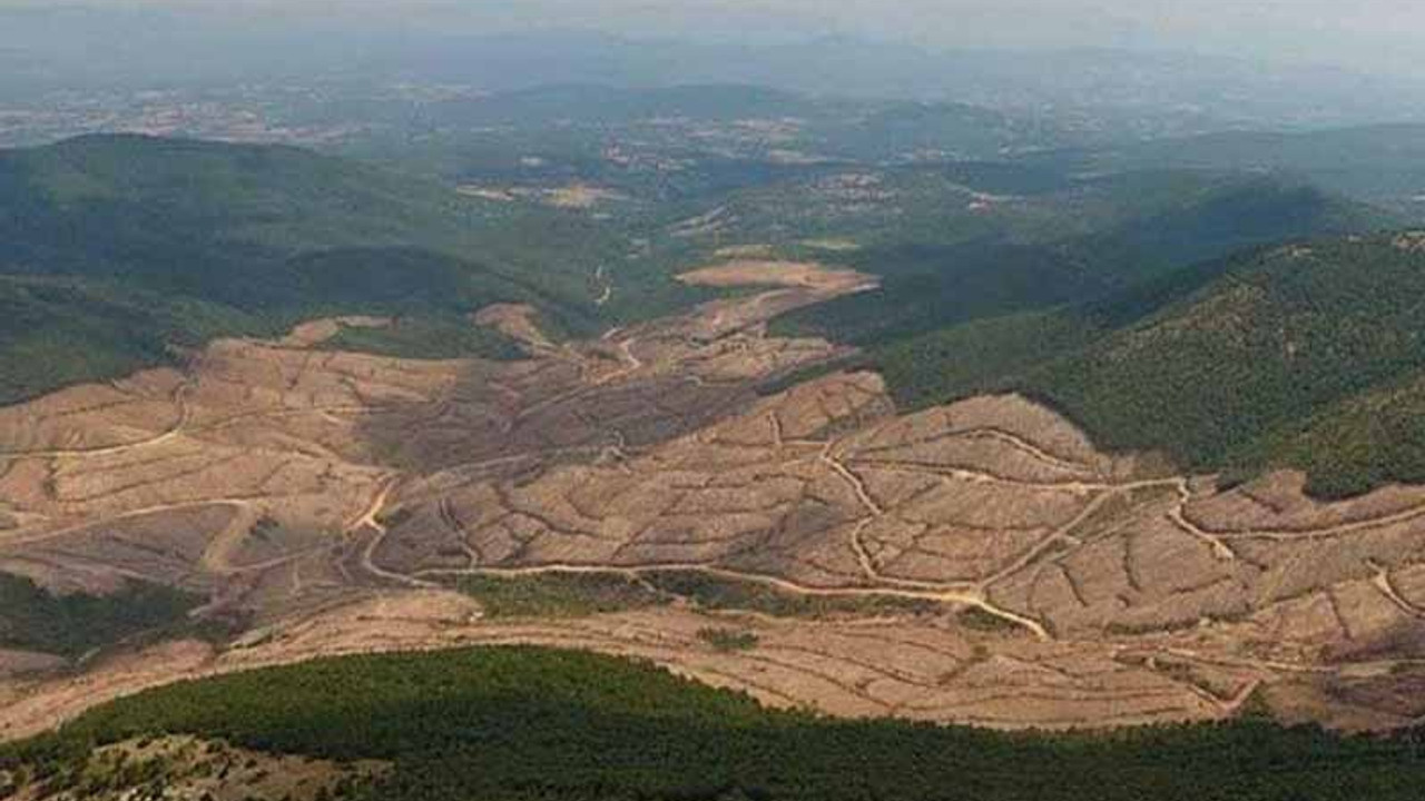 Kanadalı Alamos Gold'un yerli iştiraki Doğu Biga: Kazdağları'ndan hiçbir yere gitmiyoruz