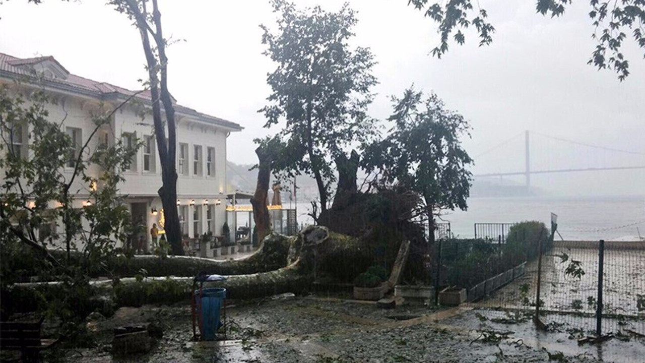 'Rüzgara ve ağaçlara hareket alanı kalmadı'