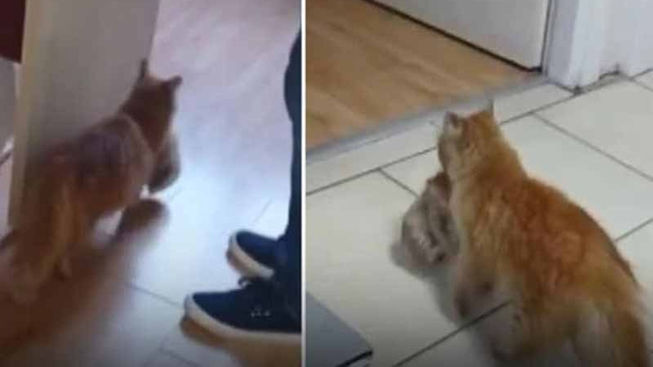 Kedi, ağzında taşıdığı hasta yavrularını veterinere getirdi