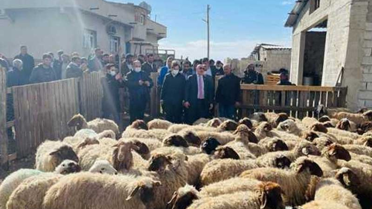 'Gözaltına alınan' koyunlar Meclis gündemine taşındı, CHP'li Tanal İçişleri Bakanlığı'na çağrı yaptı