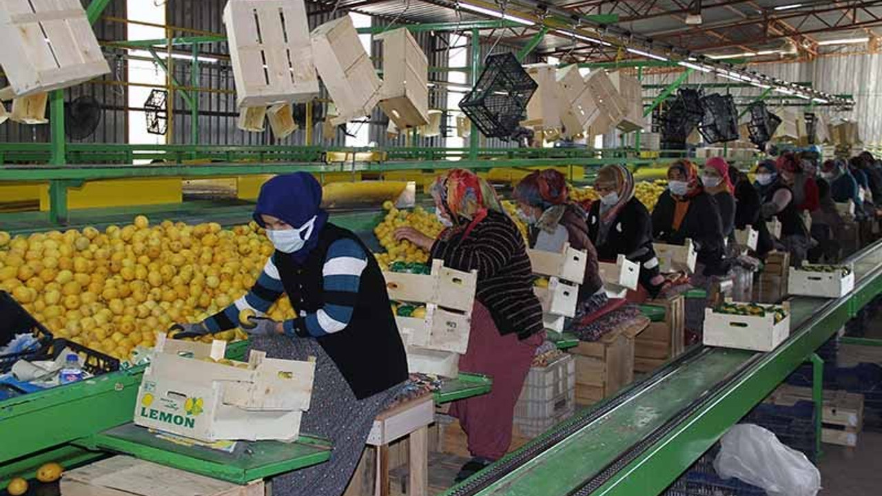 Talep azaldı, limon fiyatları düştü; 3 liradan alıcı buluyor