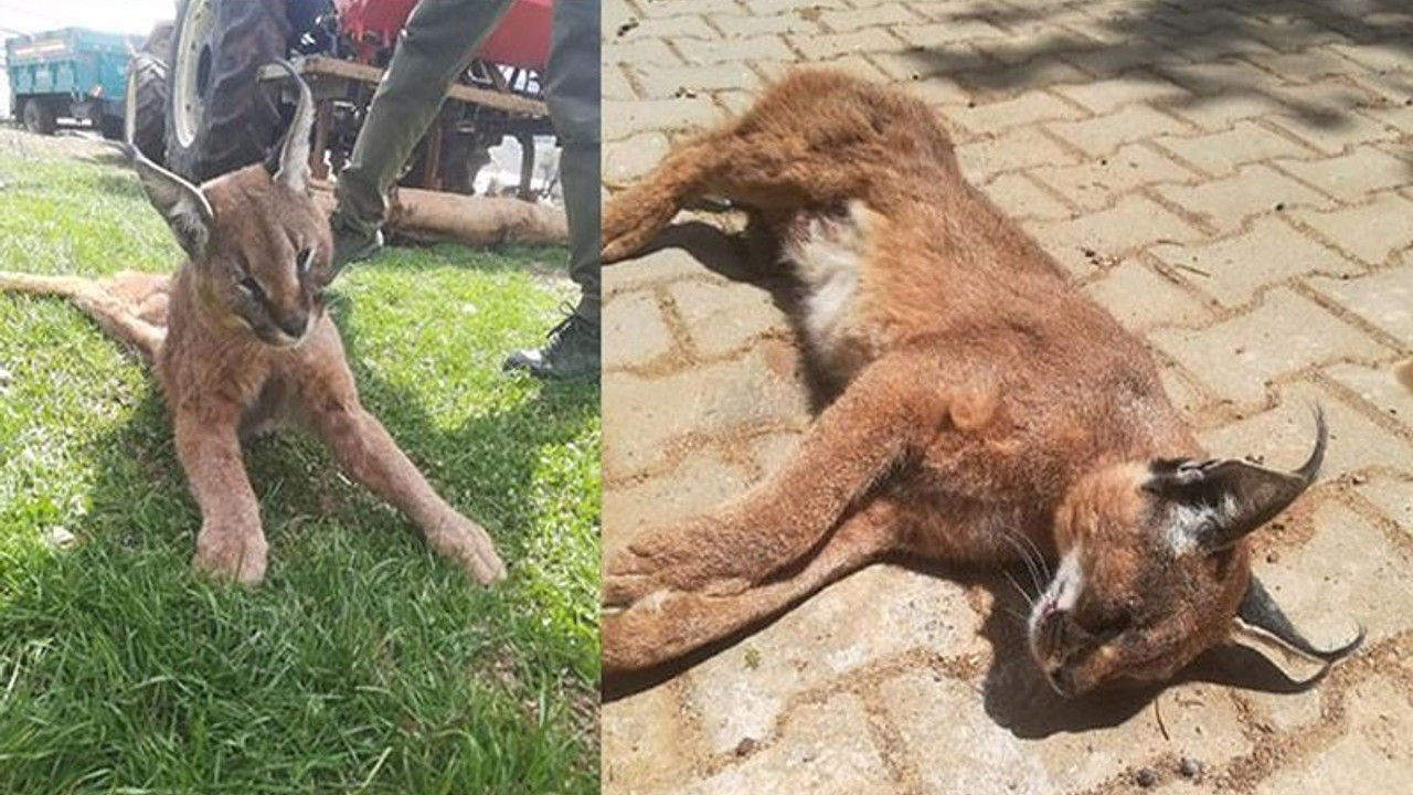 Muğla'da nesli tükenme tehlikesinde olan 'karakulak' ölü bulundu