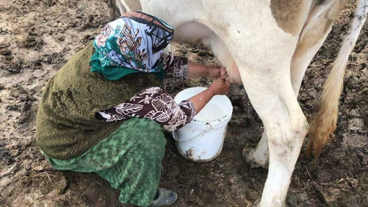 Hayvancılık sektöründeki kriz market fiyatlarına vurdu