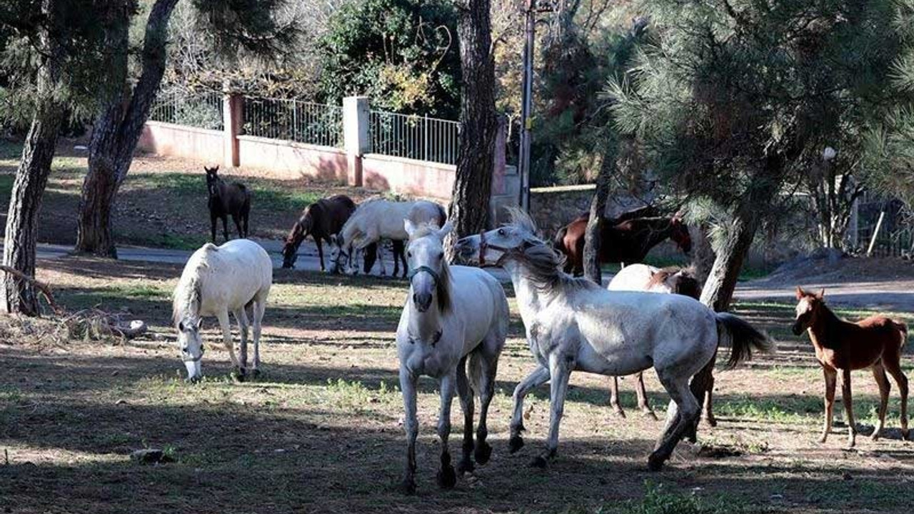 İBB’den 'kayıp atlar’ açıklaması: Sorumluluk Dörtyol Belediyesi'ne ait
