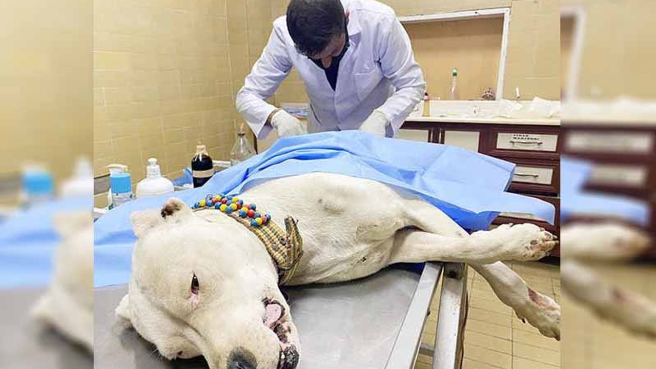 Köpeği bıçaklayıp, sahibini dövdüler