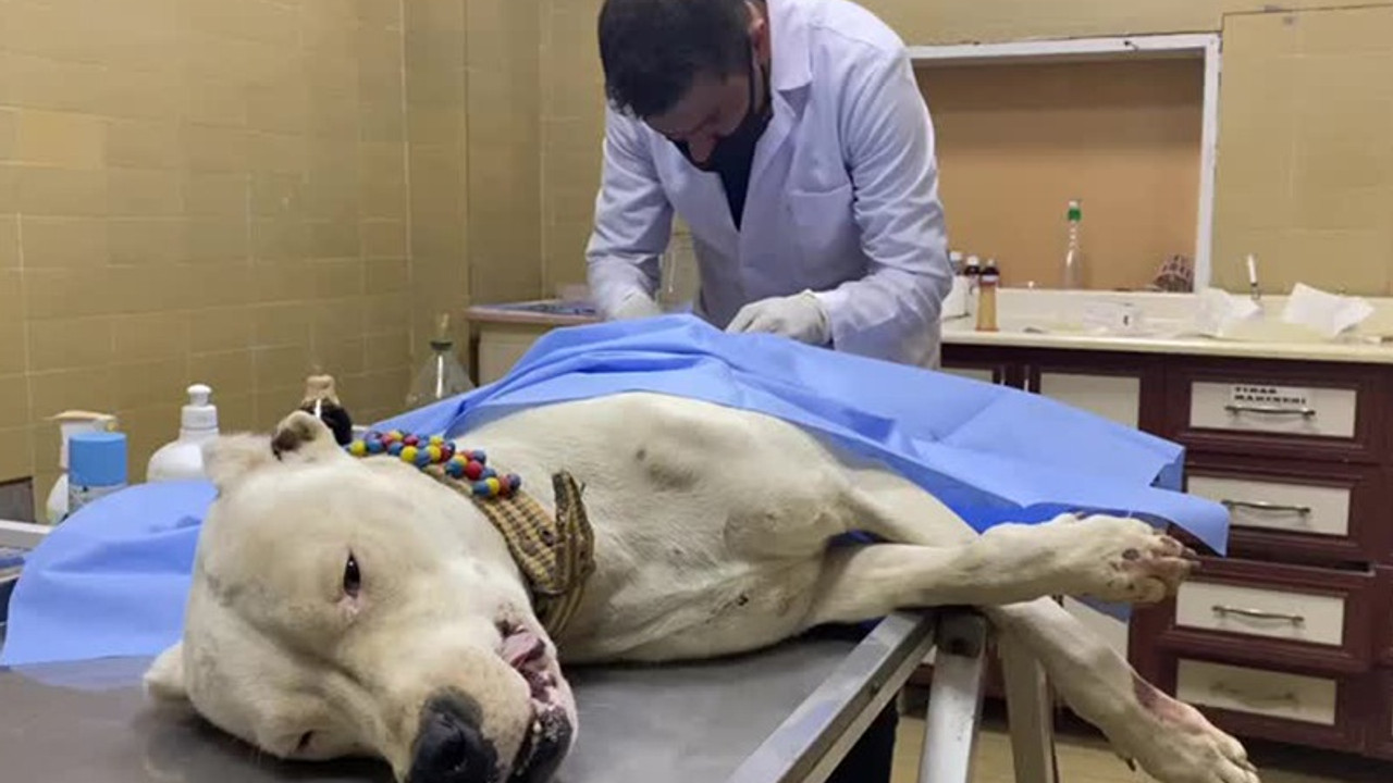 Iğdır'da çıkan kavgada sahibinin yanındaki Pitbull bıçaklandı