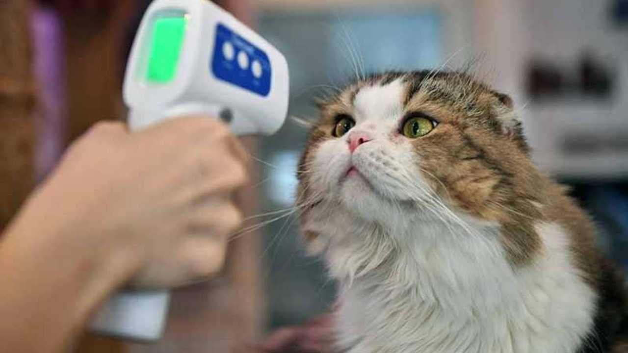 Buzağı, kedi ve köpeklerde Coronavirus tespit edildi