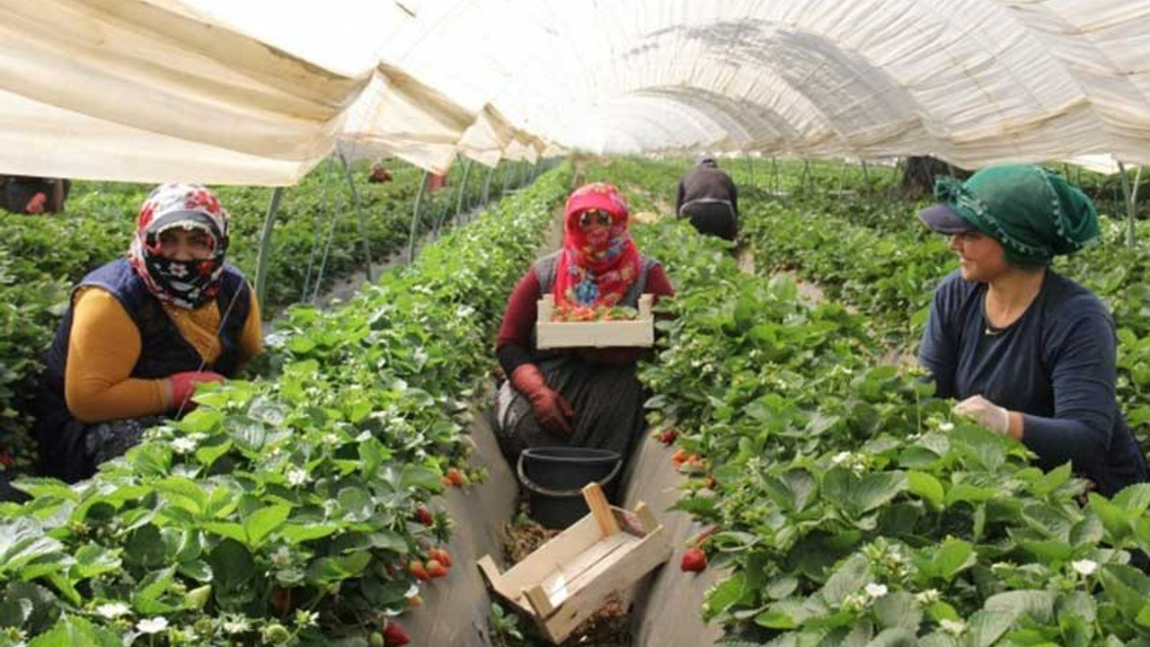 Çilek tarlasındaki kadınlar: 1 litre su 5 TL, bir ekmek 2 TL, 70 TL yevmiye neye yetiyor?