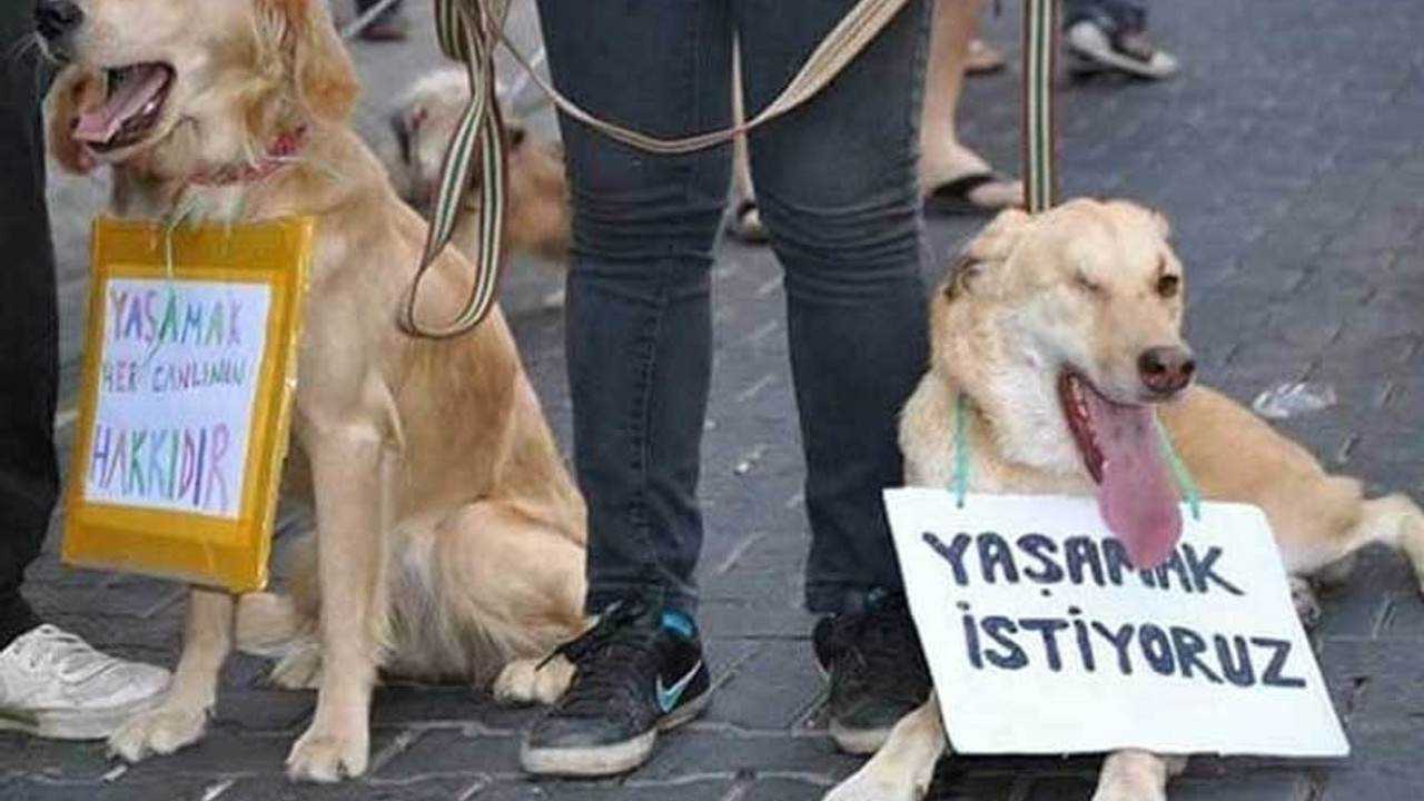 Antalya'da 5 sokak köpeği zehirlenerek katledildi