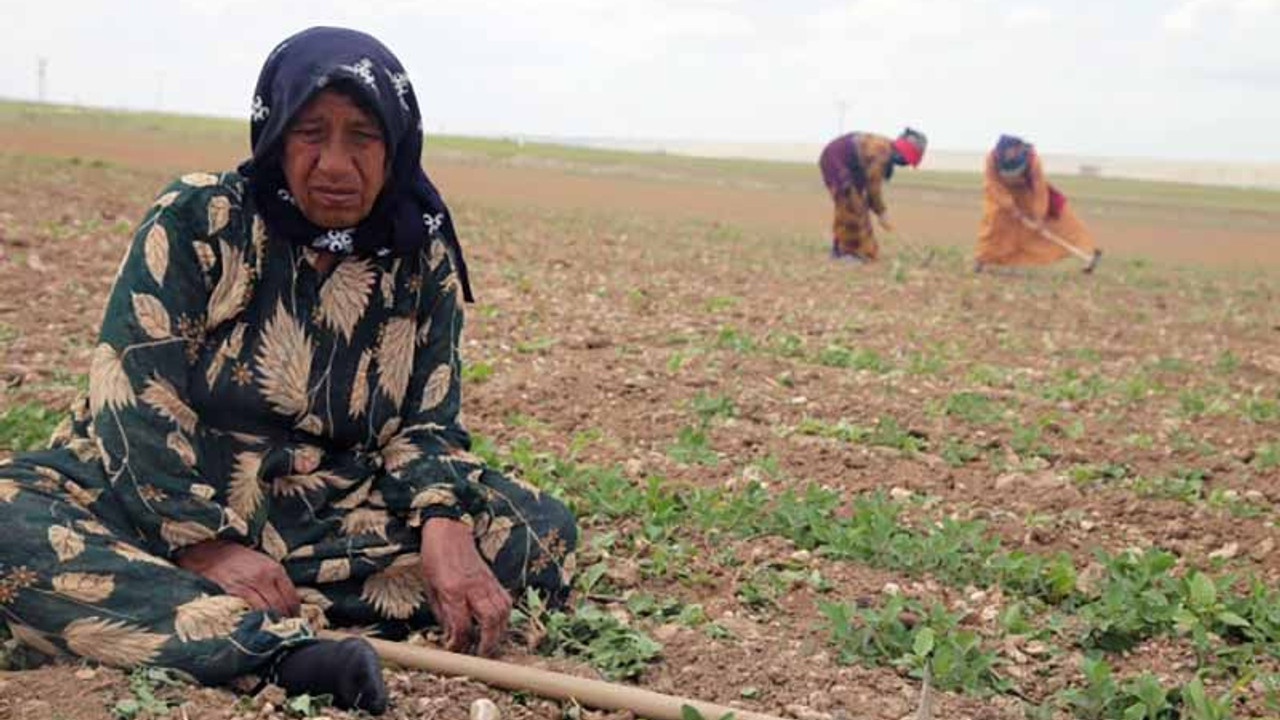 Urfalı tarım işçileri 'batıya hizmetçi' kitle olarak görülüyor