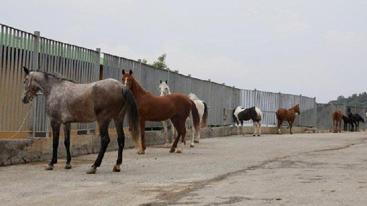 '978 kayıp at' iddiasına ilişkin İBB'den açıklama geldi