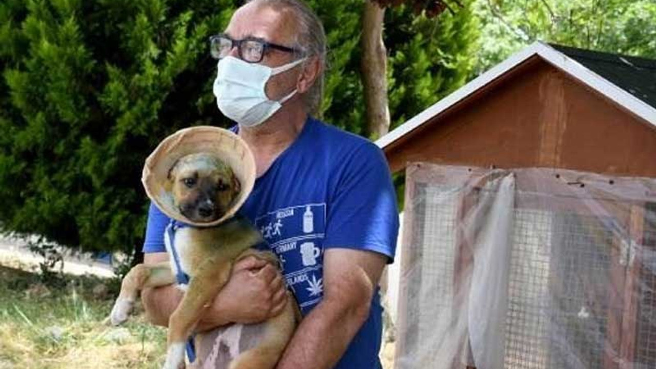 Aydın’da 3 aylık köpek, kulakları kesilmiş halde bulundu