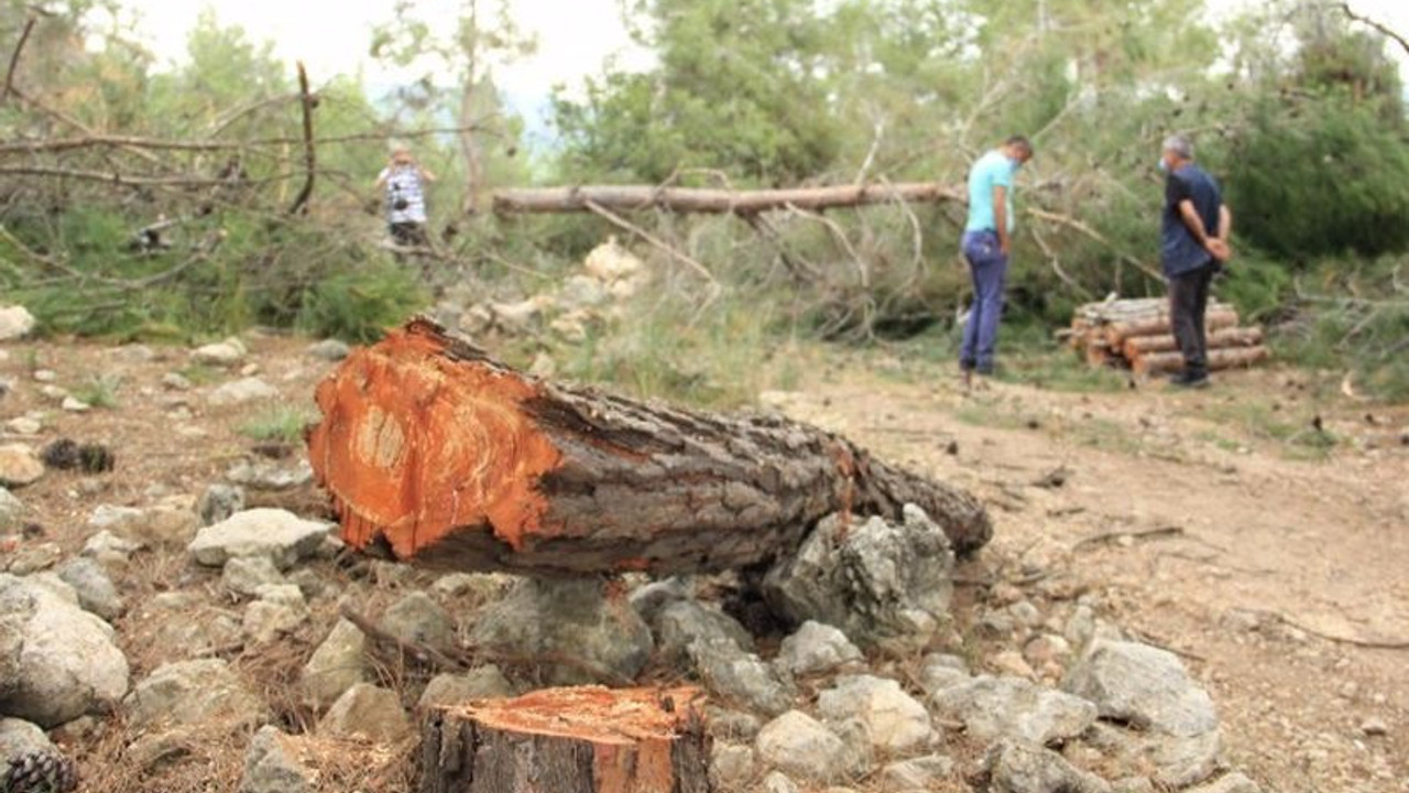 Heyelan riski olan bölgede ağaç katliamı: İkizdere’de ne oluyorsa aynısı burada oluyor