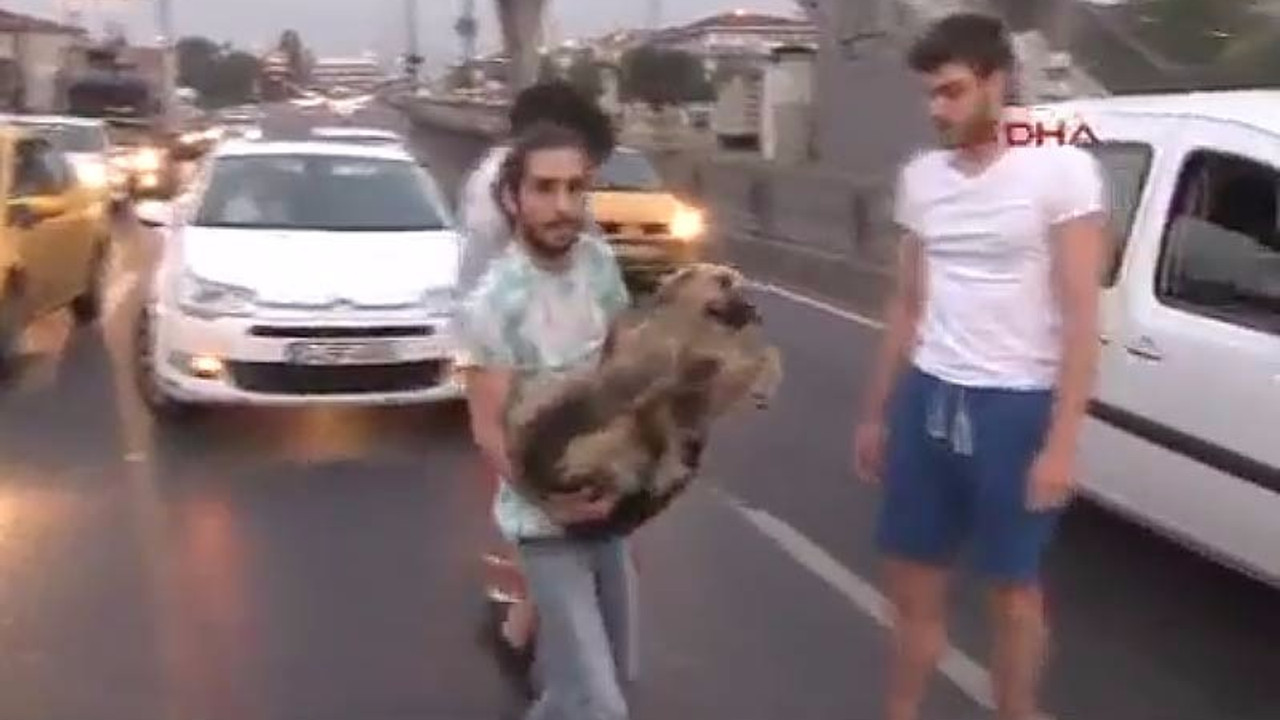 Yaralı köpeğe yardım eli