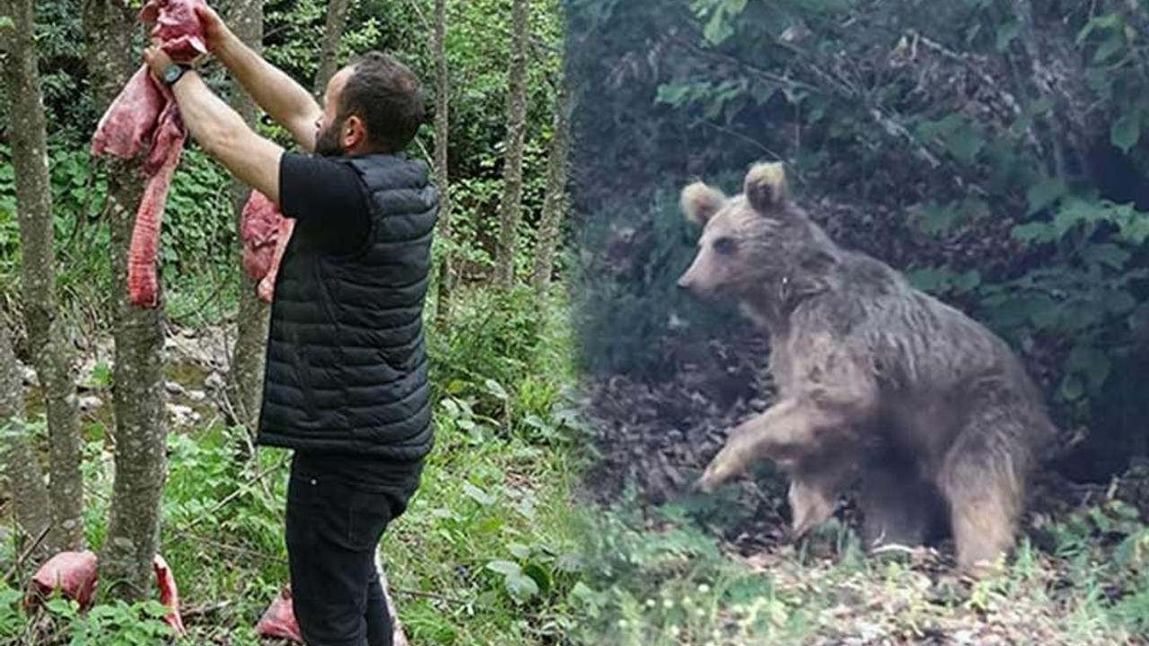 'Ayılar köylere inmesin’ diye ormana ‘sakatat’ bırakıyorlar: Doyanlar bölgelerinde kalıyor