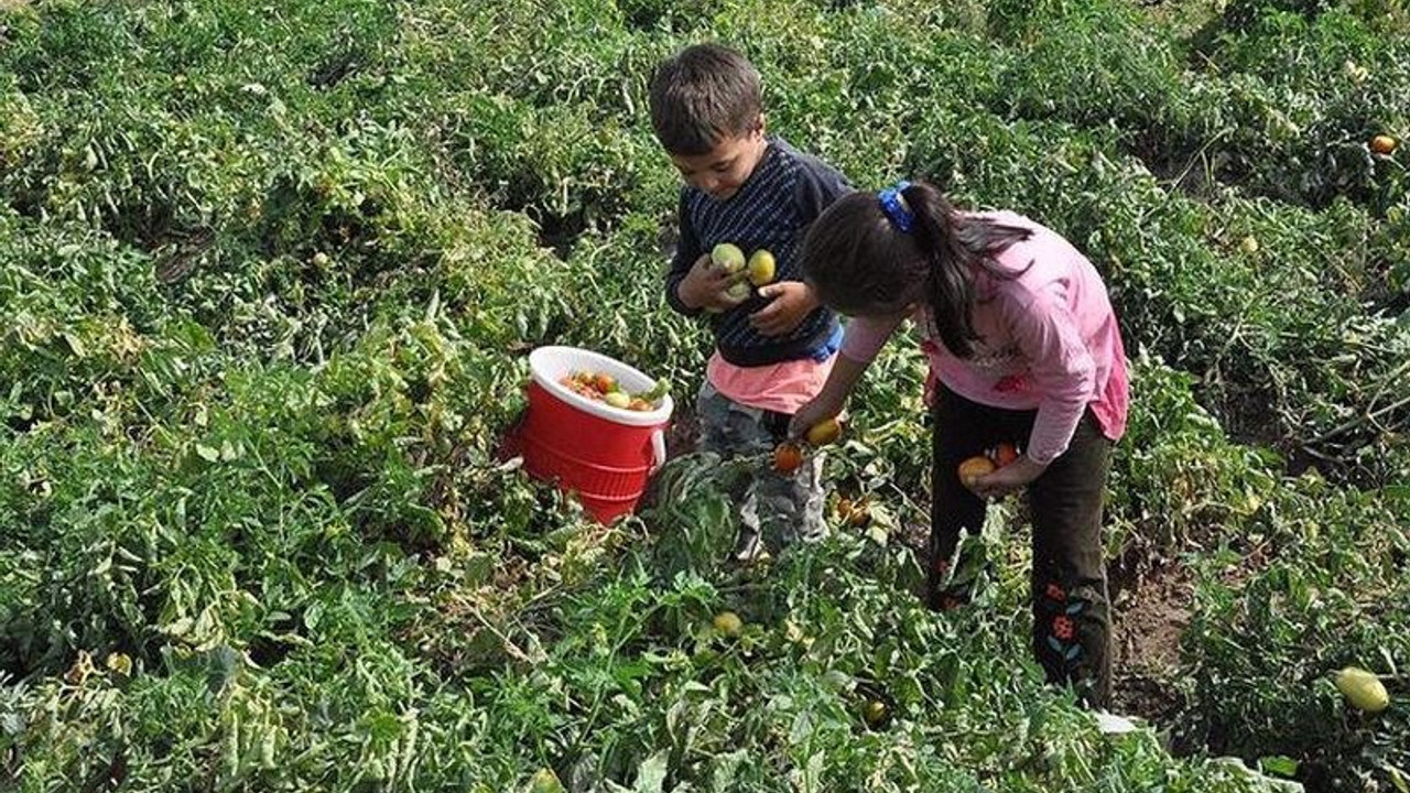 Milli Eğitim Bakanlığı Meclis'te açıkladı: Türkiye'de 720 bin çocuk çalıştırılıyor