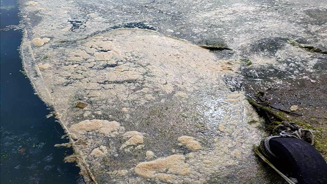 Deniz salyası Karadeniz’de de görülmeye başlandı