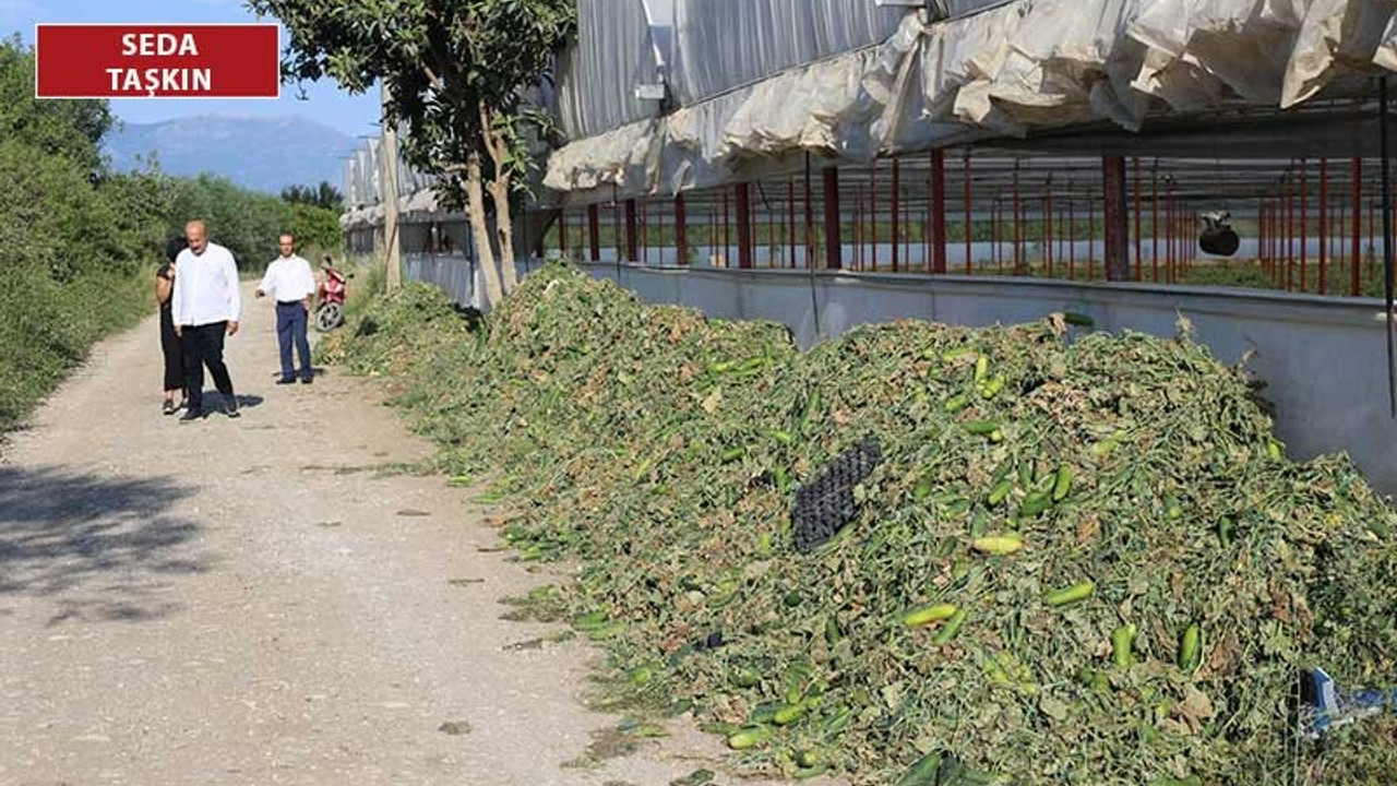 Çiftçi salatalıkları yerlere döktü: Bu görüntü çiftçinin isyanıdır!