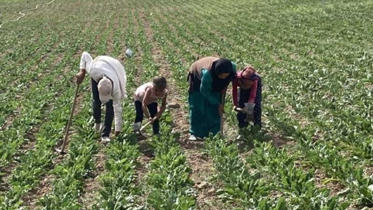 Genelge var uygulayan yok: Tarım işçileri 5 kilometreden su taşıyor