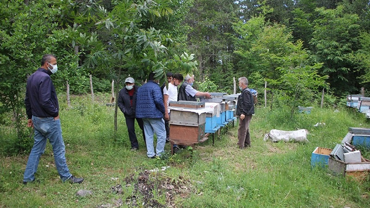 Anavatanı Çin olan ve 'katil arı' olarak bilienen 'gal arısı' Kastamonu'da görüldü