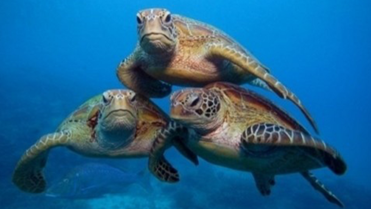 Caretta caretta saldırısında 6 kişi yaralandı