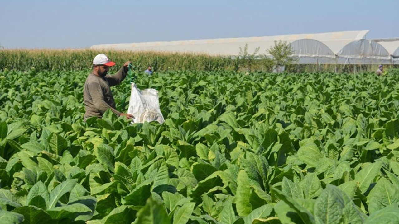 Yetki belgesi almadan veya bildirimde bulunmadan tütün ticareti yapanlara 6 yıla kadar hapis cezası