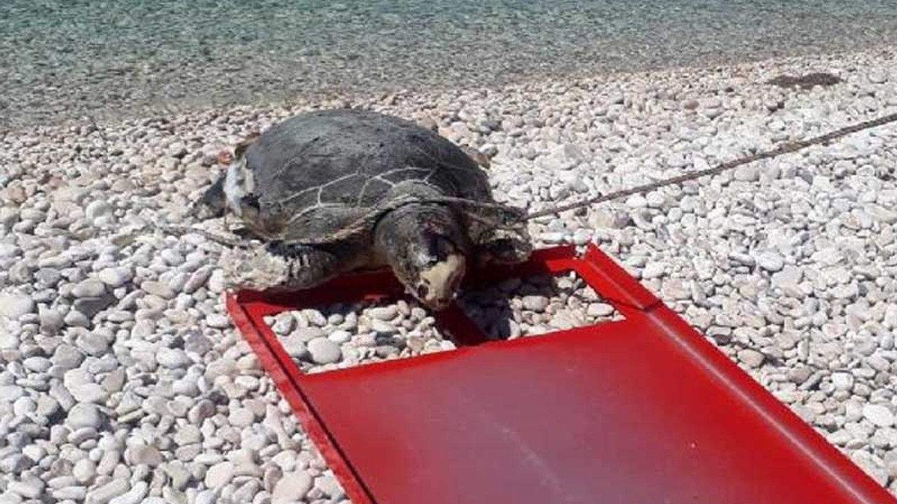 Vücuduna halat dolanan caretta caretta ölü bulundu