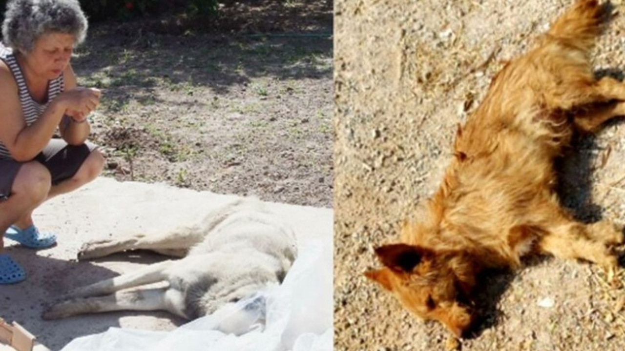 Bodrum'da köpekleri zehirli kıyma ile öldürdüler