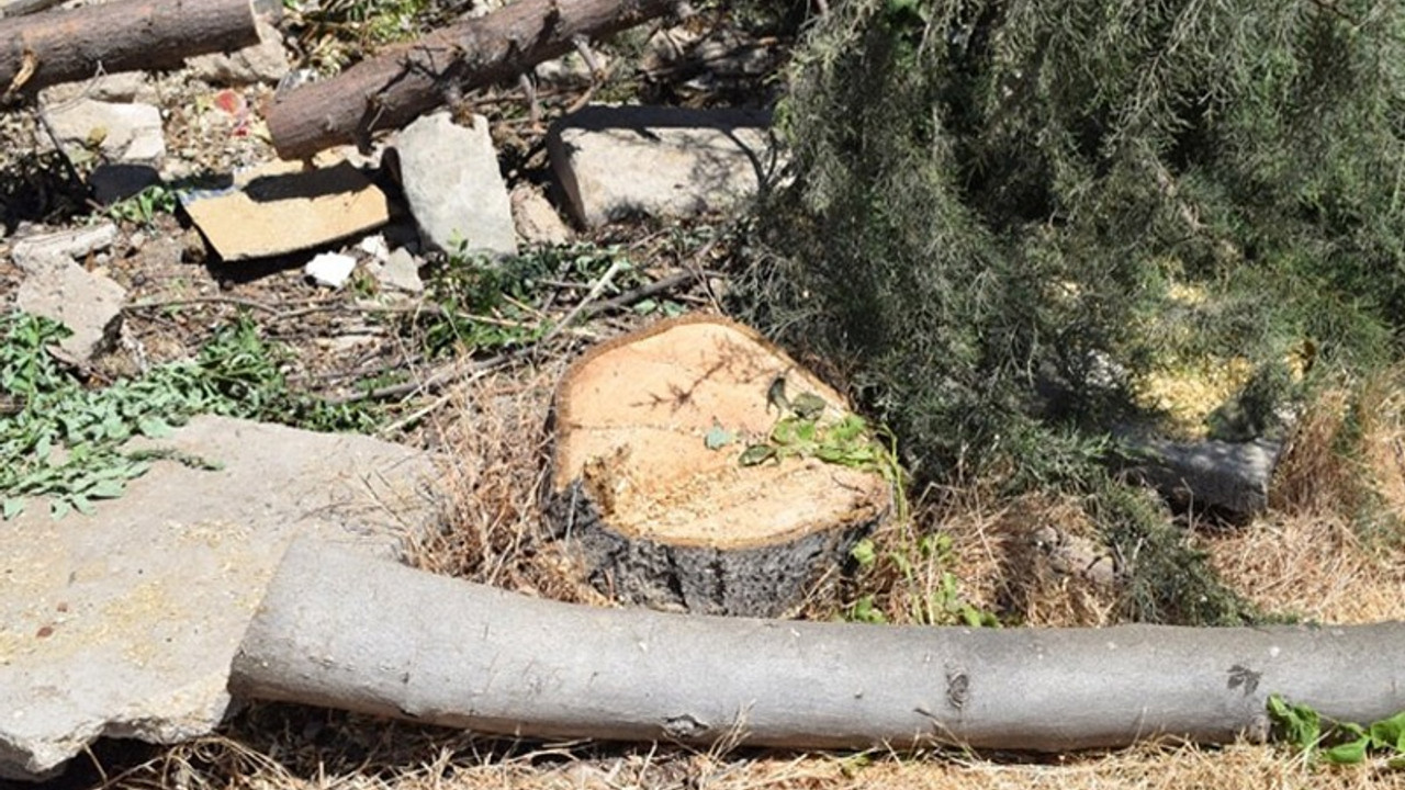 AKP'li Elazığ Belediyesi, yeraltı otoparkı için onlarca ağacı kesti