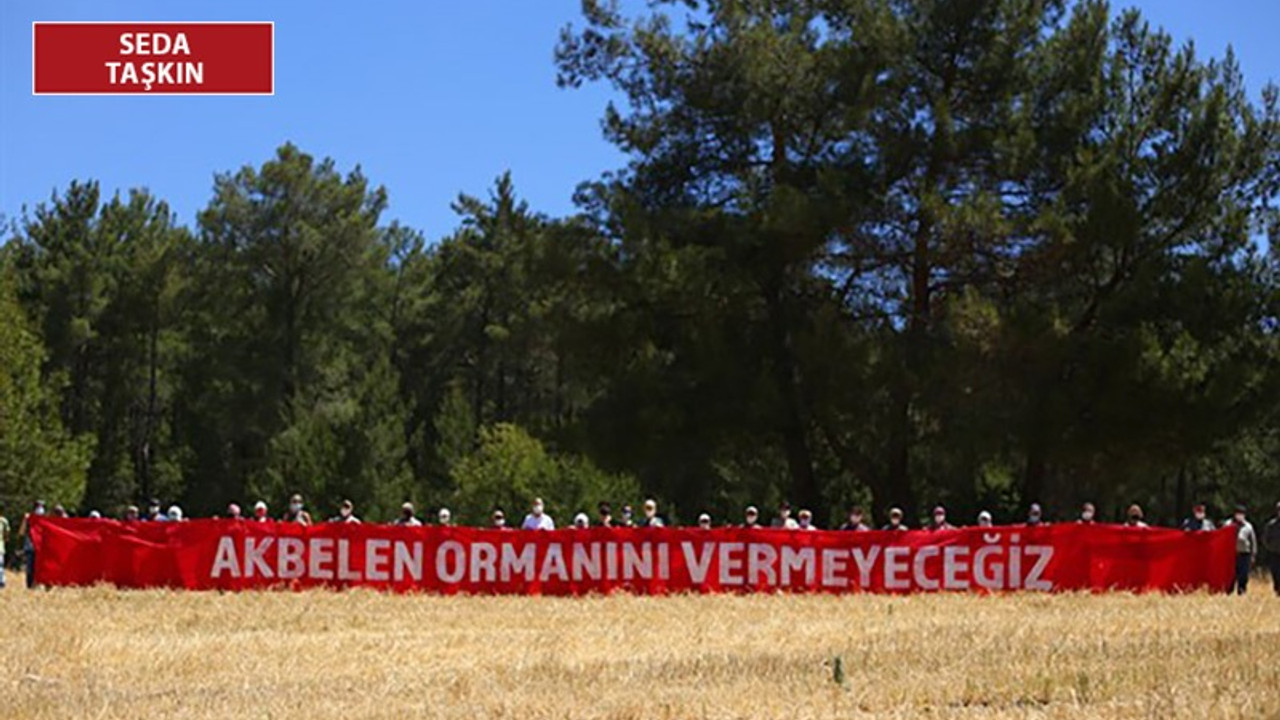 İkizköy halkından acil dayanışma çağrısı: 740 dönümlük kızılçam ağaçları kesilebilir