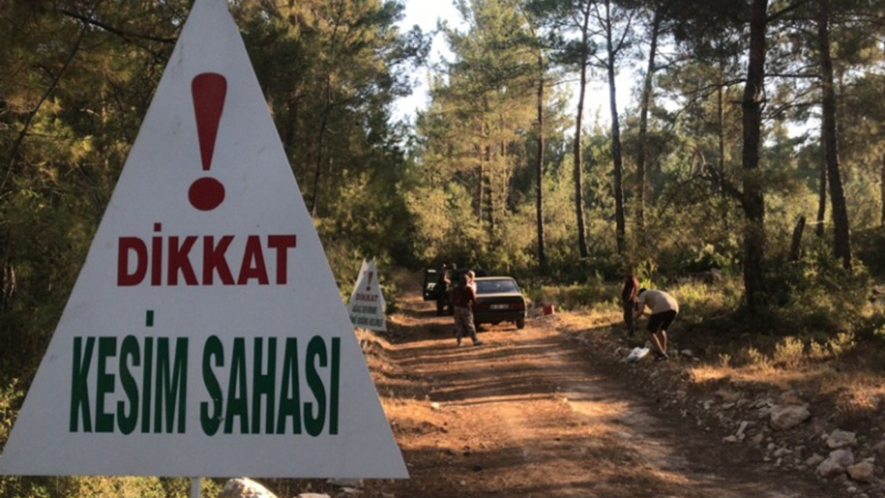 Akbelen Ormanı'nda termik santral için ağaç kesimi başladı