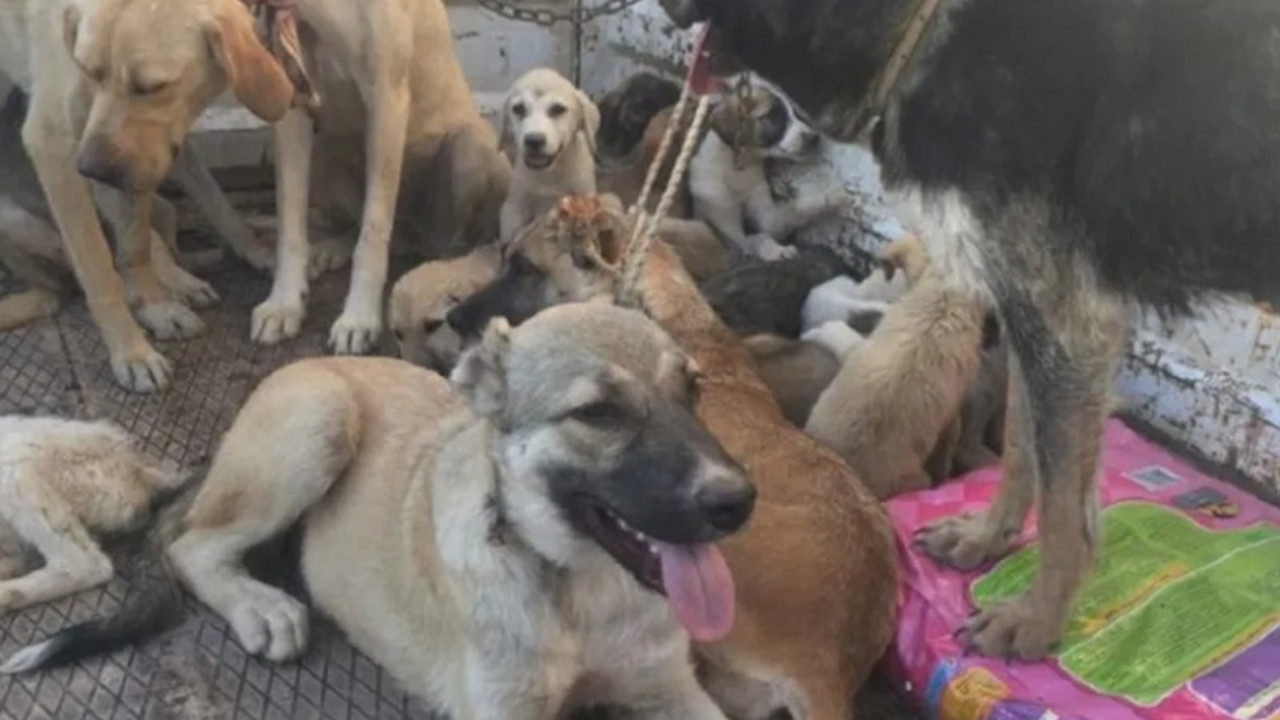 Araziye bırakılan 100 köpekten 10'u öldü 60'ı kayıp