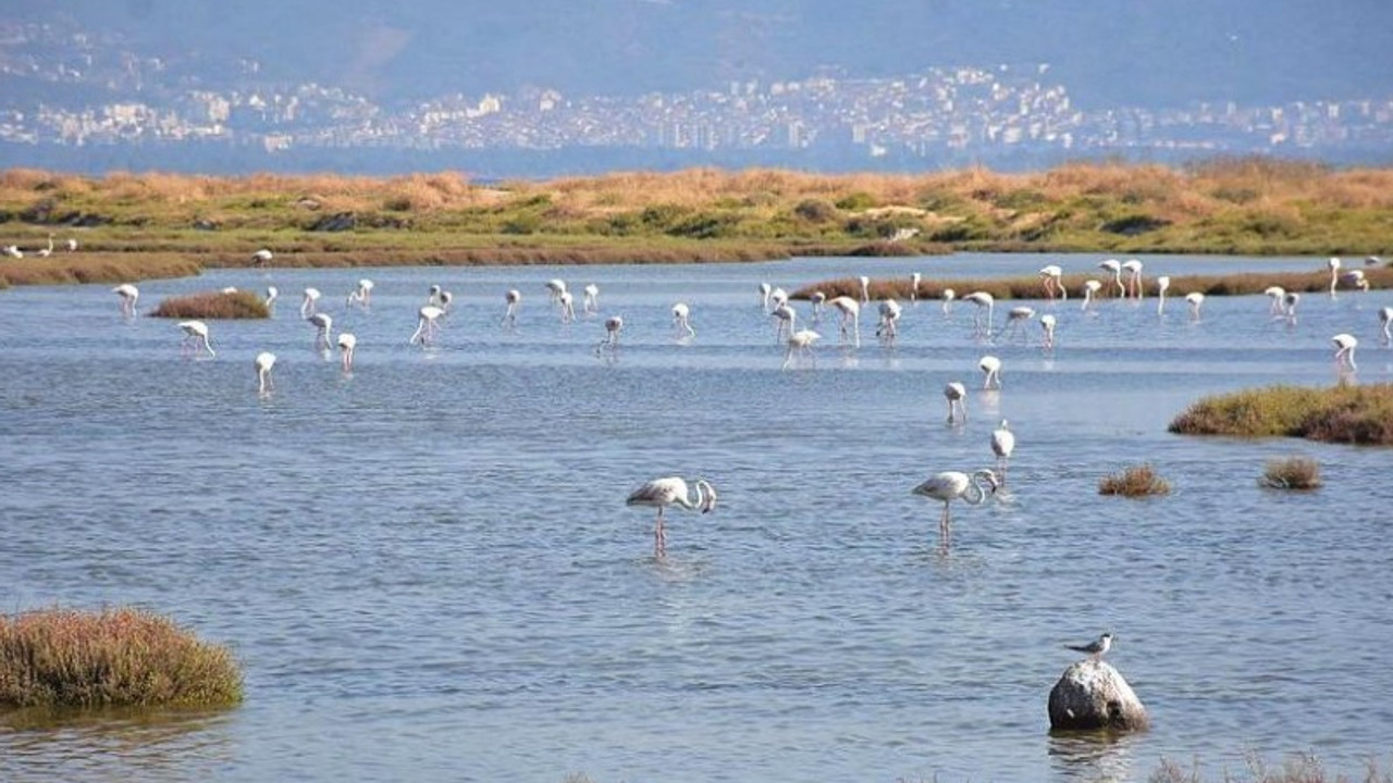 Gediz Deltası'nda kuş ölümleri