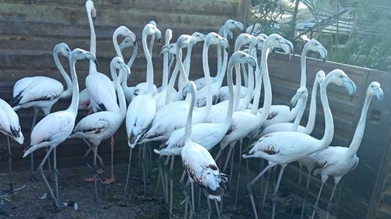 Kanatları kesilen flamingo yavruları için para cezası