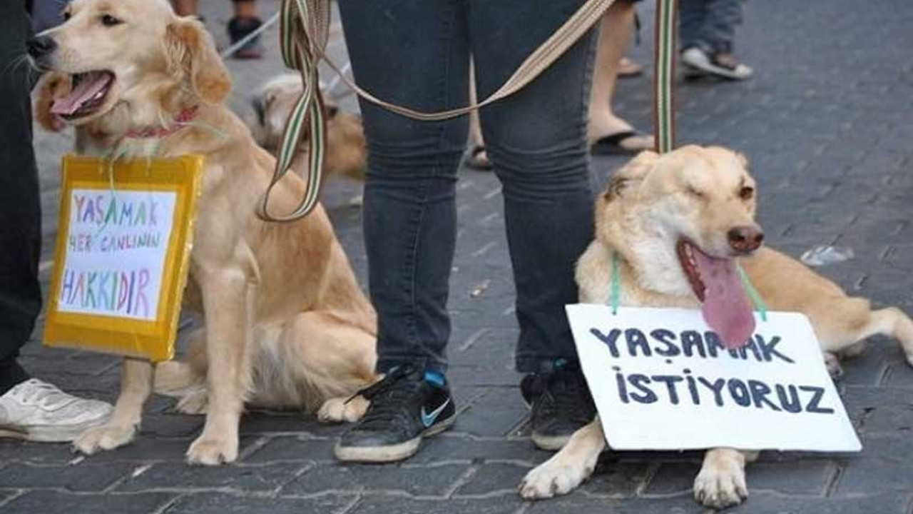 Kediyi öldürüp mama kabının yanına attılar