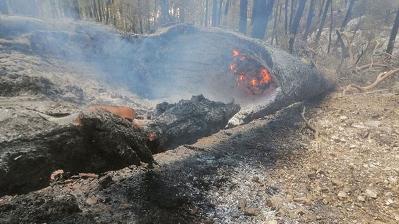 Isparta Sütçüler'deki orman yangını 8'inci günde kontrol altına alındı